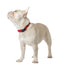City Collar - Iconic Red