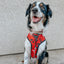 Dog Collar - The Nightmare Before Christmas™ (Red)