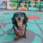 Dog Adjustable Harness - Looney Tunes™ Blue