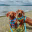Dog Adjustable Harness - SpongeBob SquarePants™ and Friends