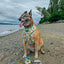 Dog Adjustable Harness - SpongeBob SquarePants™ Bikini Bottom