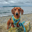 Dog Adjustable Harness - SpongeBob SquarePants™ Jelly Fishin'