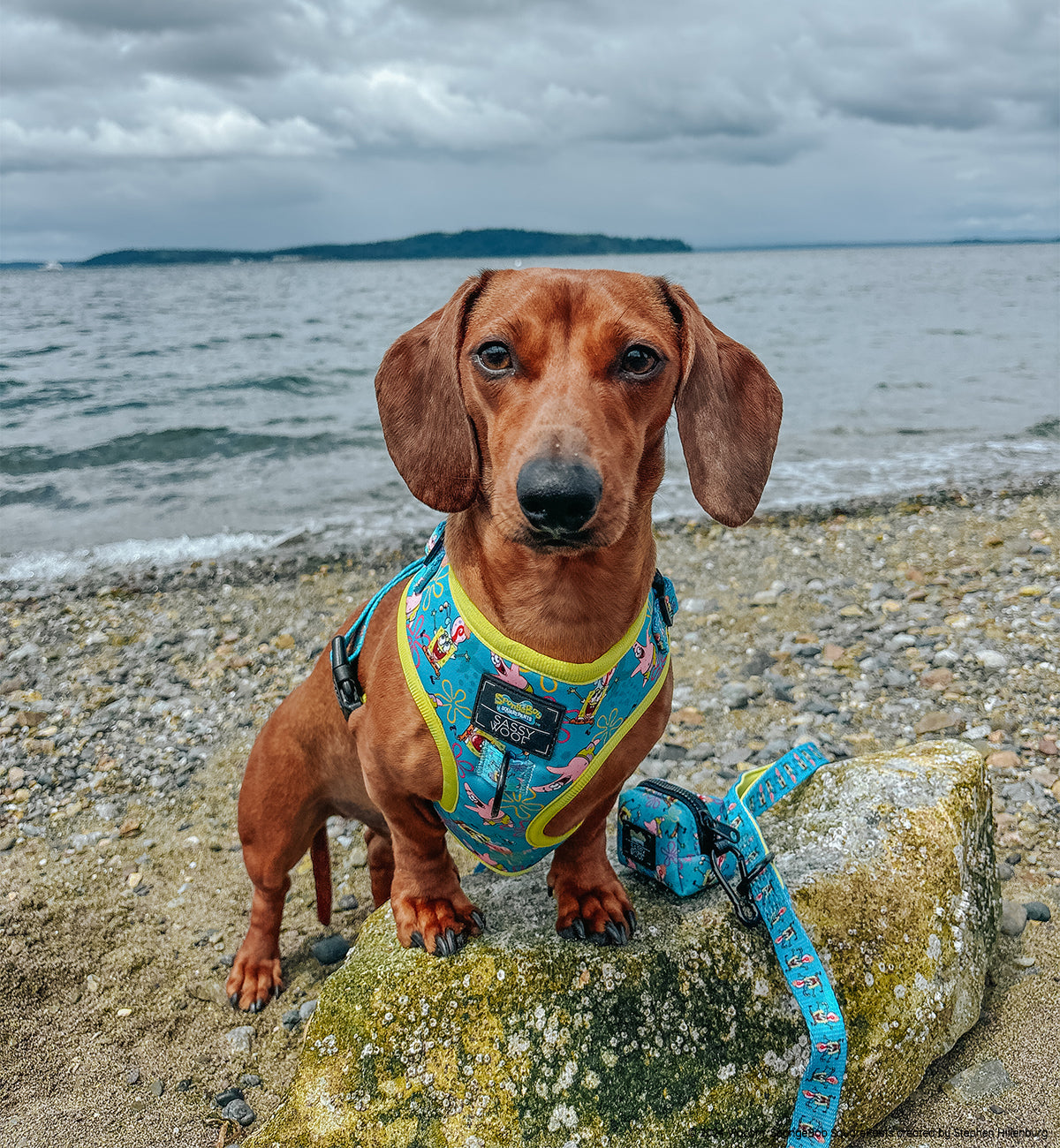 Dog Adjustable Harness - SpongeBob SquarePants™ Jelly Fishin'