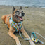Dog Leash - SpongeBob SquarePants™ Bikini Bottom