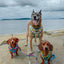 Dog Leash - SpongeBob SquarePants™ and Friends
