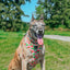 Dog Adjustable Harness - Apple of My Eye