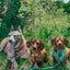 Dog Leash  - Apple of My Eye