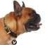 Frenchie Tag
