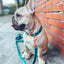Dog Leash - Napa