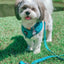 Dog Leash - Napa