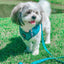 Dog Adjustable Harness - Napa