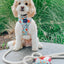 Dog Rope Leash - Natural