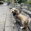 Dog Rope Leash - Nautical