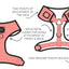 Dog Adjustable Harness - Loyal Labradors