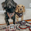 Dog Leash - STAR WARS™ The Rebel Alliance