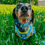 Dog Collar - SpongeBob SquarePants™ Jelly Fishin'