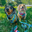 Dog Adjustable Harness - SpongeBob SquarePants™ and Friends