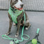 Dog Reversible Harness - Serving Up Sass