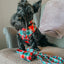 Dog Collar - Jingle Barks