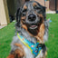 Dog Adjustable Harness - SpongeBob SquarePants™ Jelly Fishin'