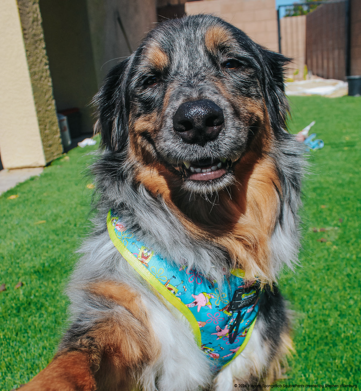 Dog Adjustable Harness - SpongeBob SquarePants™ Jelly Fishin'