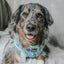 Dog Adjustable Harness - Disney's Stitch
