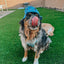 Dog Bucket Hat - Disney's Stitch