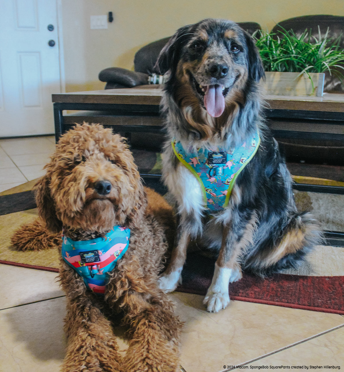 Dog Adjustable Harness - SpongeBob SquarePants™ and Friends