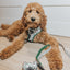 Dog Adjustable Harness - Under the Mistletoe
