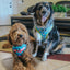Dog Adjustable Harness - SpongeBob SquarePants™ Jelly Fishin'