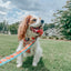 Dog Leash - Pie There!