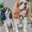 Dog Adjustable Harness - Pup of Honor