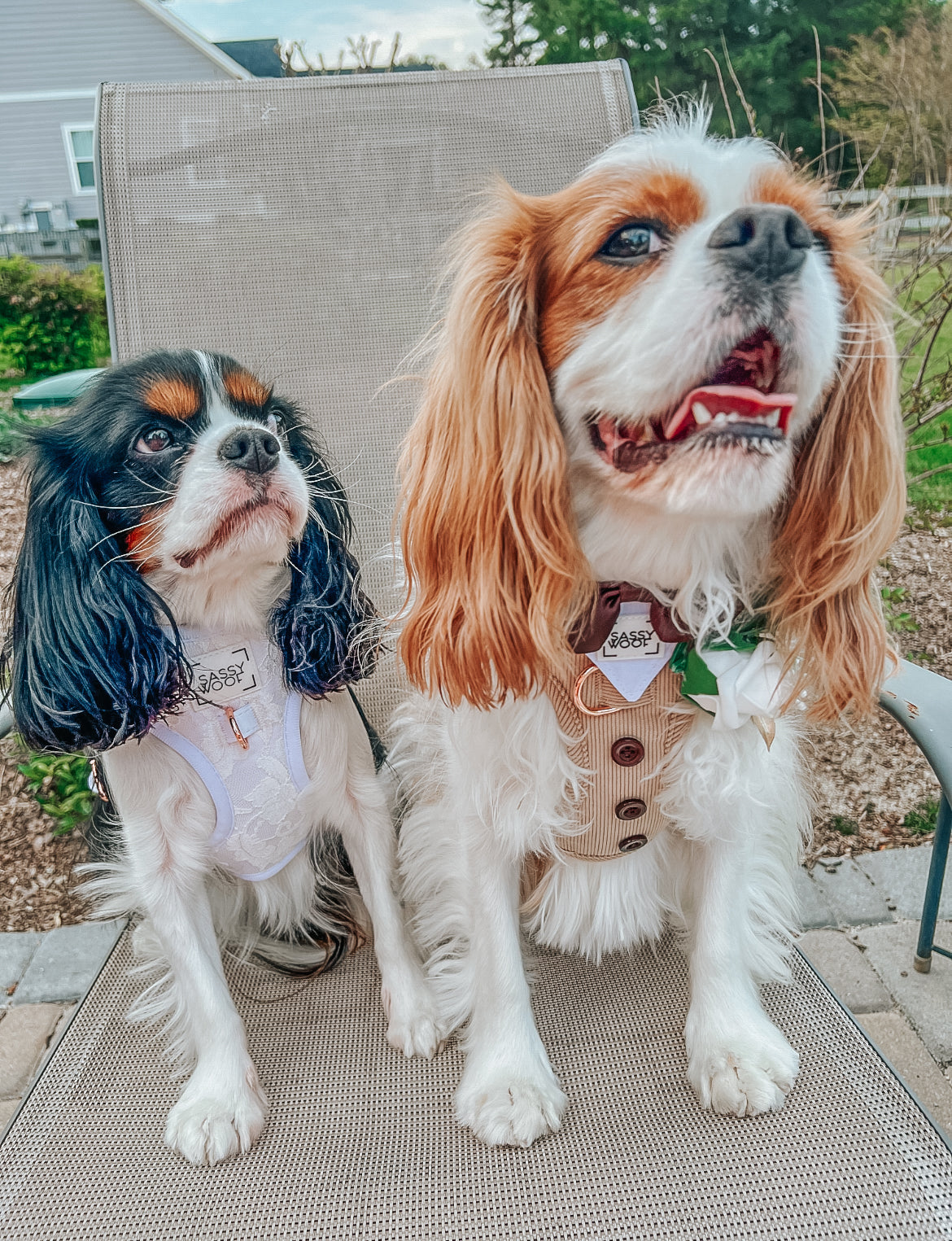 Dog Adjustable Harness - Pup of Honor