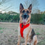 Dog Adjustable Harness - Neon Red