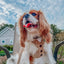 Dog Leash - Best Pup