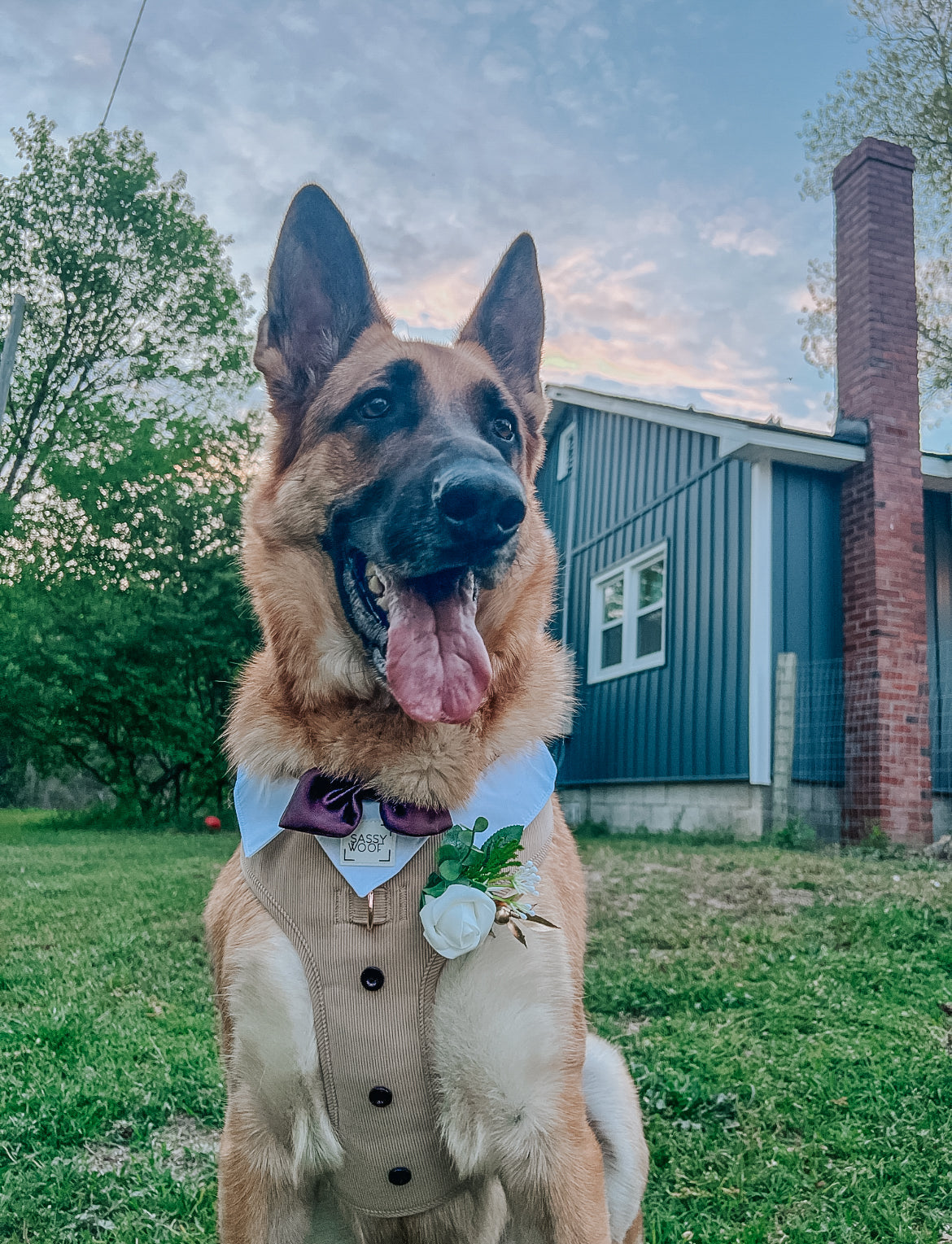 Dog Adjustable Harness - Best Pup