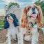 Dog Adjustable Harness - Best Pup