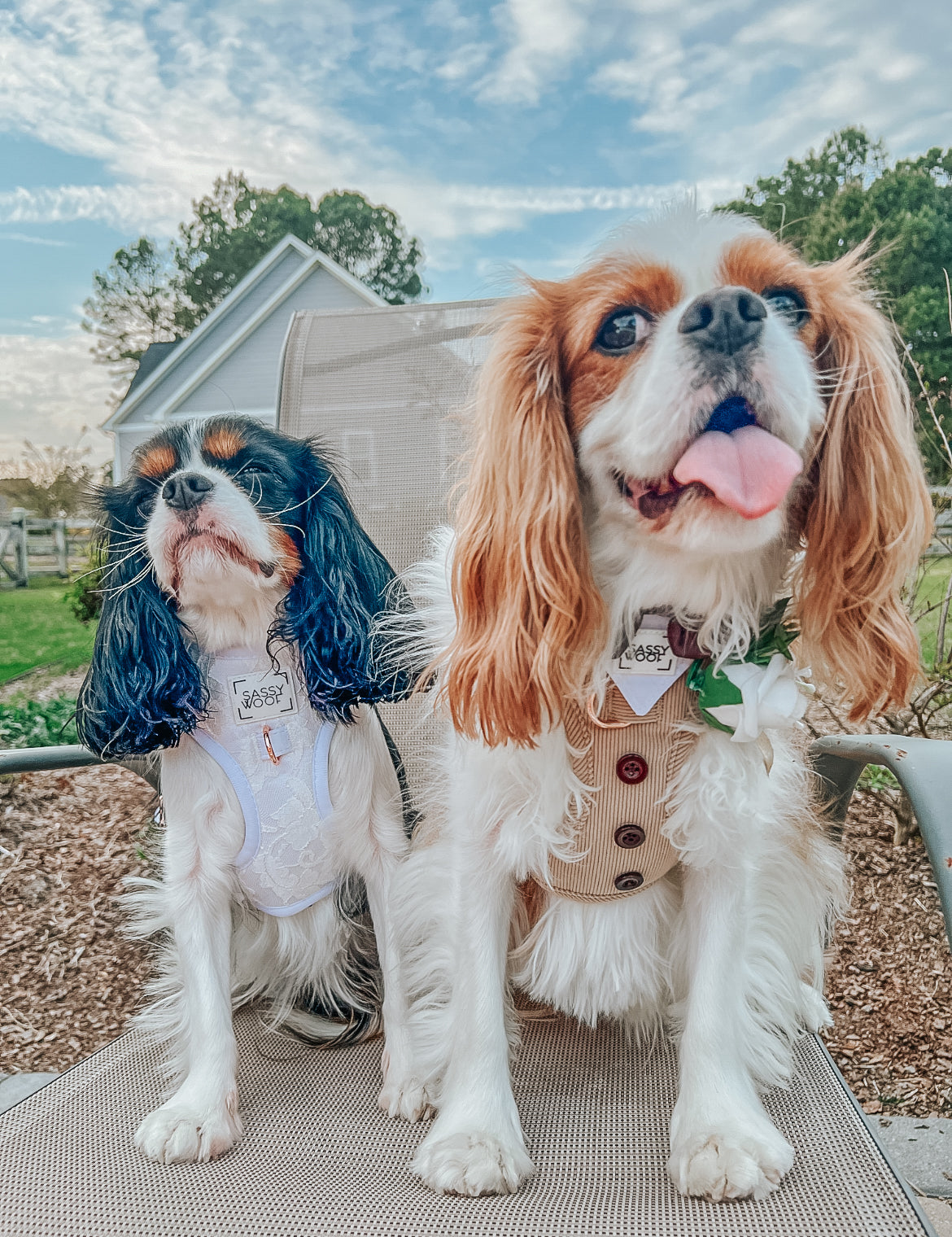 Dog Adjustable Harness - Best Pup