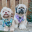 Dog Adjustable Harness - Tea Pawty