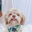 Dog Adjustable Harness - Chillin with my Gnomies