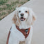 Dog Leash - Teddy