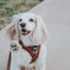 Dog Adjustable Harness - Teddy