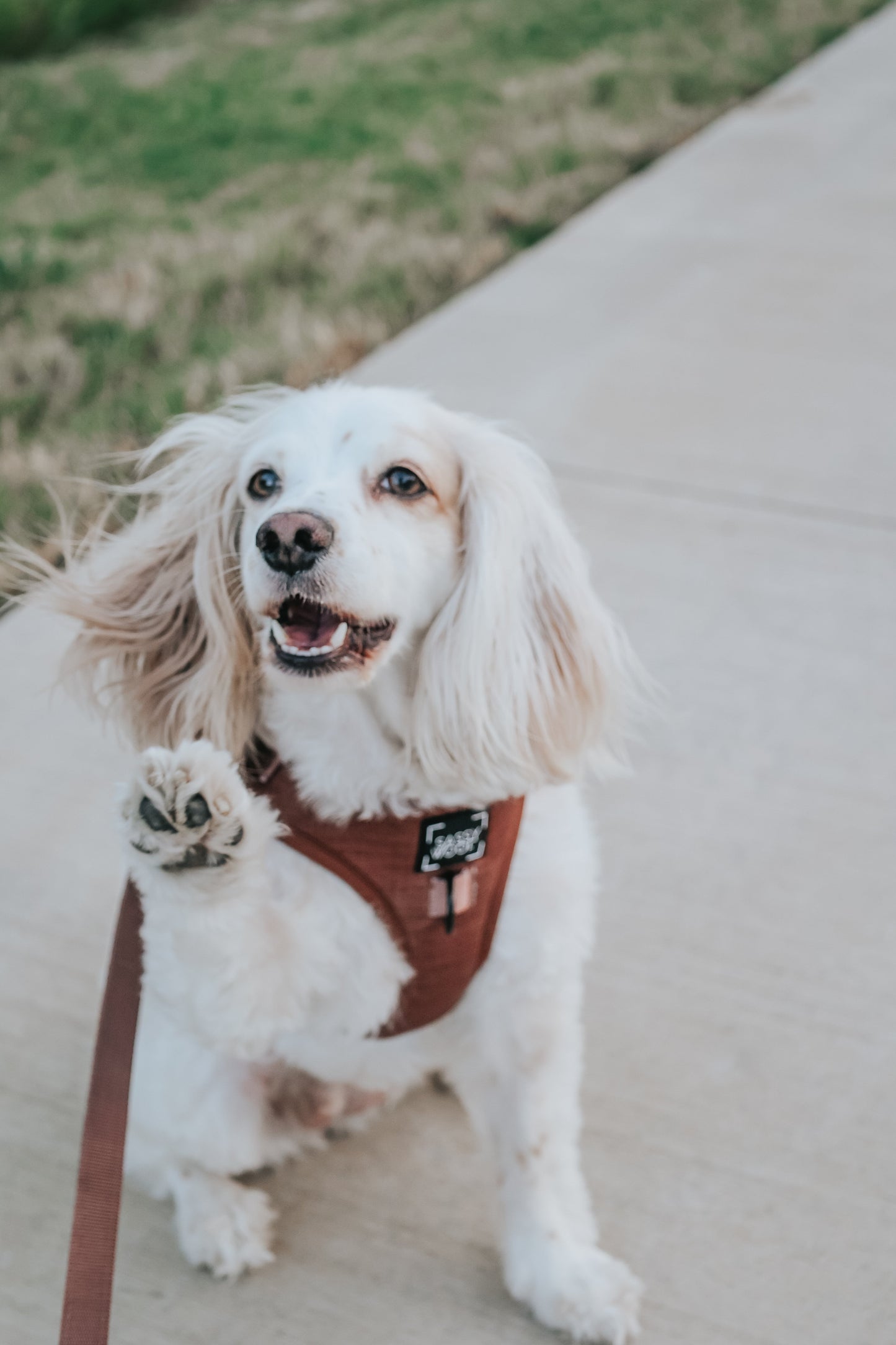 Dog Adjustable Harness - Teddy