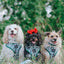 Dog Adjustable Harness - Under the Mistletoe