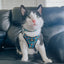 Cat Collar - Nickelodeon CatDog™