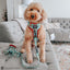Dog Leash - Scooby-Doo™