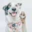 Dog Adjustable Harness - Mixed With Love