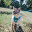 Cat Step-In Harness - Purrs & Petals