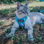 Cat Step-In Harness - Purrs & Petals