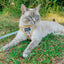 Cat Leash - Sunflower Dreams